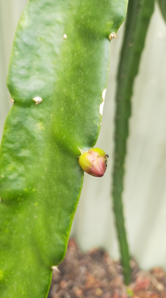 Small buds
